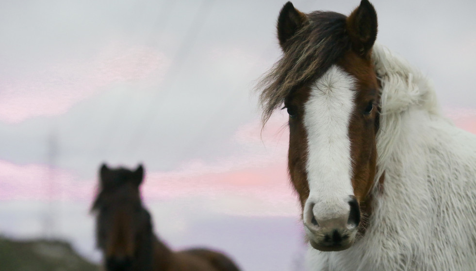 Caballos salvajes en la Serra do Xistral (Lugo).