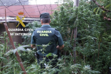 Plantas de marihuana incautadas