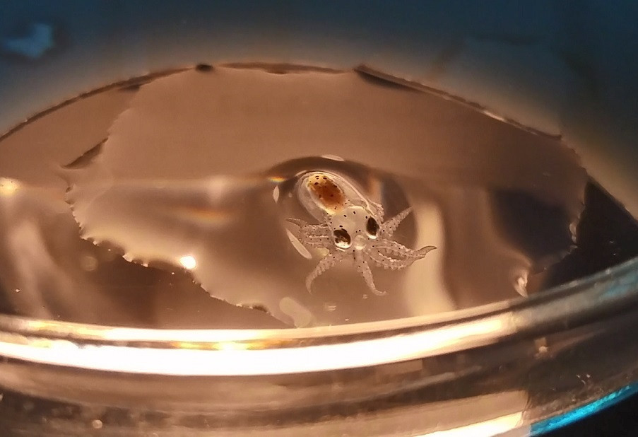 Imagen de un pulpo en acuicultura