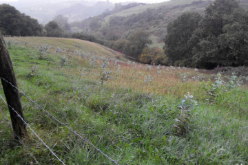 Archivo - Plantación de eucaliptos.