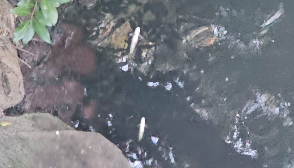 Peces muertos por el vertido en el Río Sar