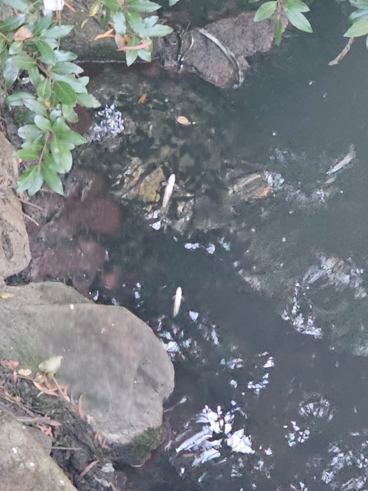 Peces muertos por el vertido en el Ru00edo Sar