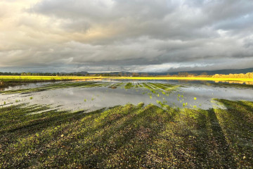 Imagen de un campo de cultivo en la árela da Laguna Antela, en la comarca da Limia (Ourense), tras las fuertes tormentas registradas en la zona a finales de junio que afectaron las cogidas.