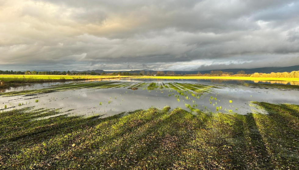 Imagen de un campo de cultivo en la árela da Laguna Antela, en la comarca da Limia (Ourense), tras las fuertes tormentas registradas en la zona a finales de junio que afectaron las cogidas.