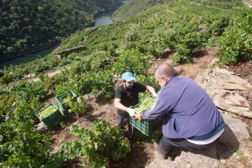 Archivo - Dos miembros de la familia Bendiña colaboran en la recogida de uva godello en los bancales de la Ribeira de Vilachá de Salvadur sobre el Río Sil, a 18 de septiembre de 2021, en Vilachá d