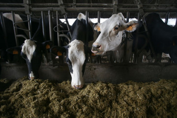 Archivo - Varias vacas en una ganadería de lácteo en la parroquia de Piñeiro, a 14 de noviembre de 2023, en Xermade, Lugo, Galicia (España).