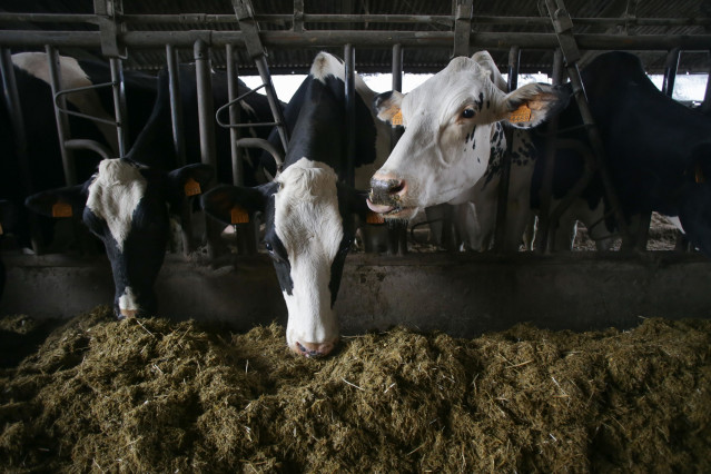 Archivo - Varias vacas en una ganadería de lácteo en la parroquia de Piñeiro, a 14 de noviembre de 2023, en Xermade, Lugo, Galicia (España).