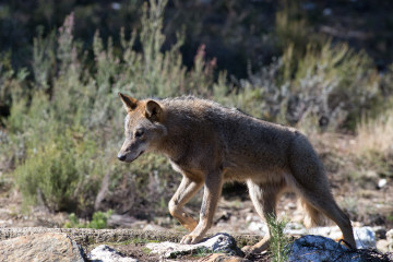 Archivo - Un lobo ibérico del Centro del Lobo Ibérico en localidad de Robledo de Sanabria, en plena Sierra de la Culebra (lugar de mayor concentración de este cánido en el Sur de Europa).