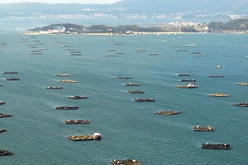 Archivo - Bateas de cultivo de mejillón en las rías gallegas