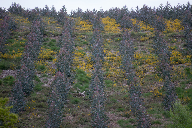 Archivo - Repoblación de eucalipto en O Cádavo, A Fonsagrada, a 22 de abril de 2021, en Lugo, Galicia (España). La moratoria para la plantación de eucalipto entrará en vigor en mayo, para acelerar se está procediendo a la tala de otras especies como el pi