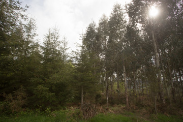 Archivo - Plantación mixta de pino y eucalipto en Lugo
