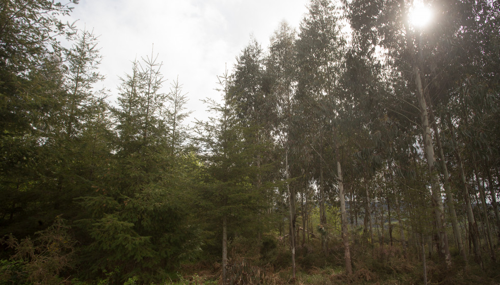 Archivo - Plantación mixta de pino y eucalipto en Lugo