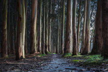 Archivo - Arboles de eucaliptos