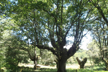 Carballo de Padroso, en Xunqueira de Ambía (Ourense).