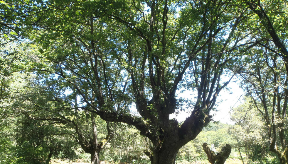 Carballo de Padroso, en Xunqueira de Ambía (Ourense).