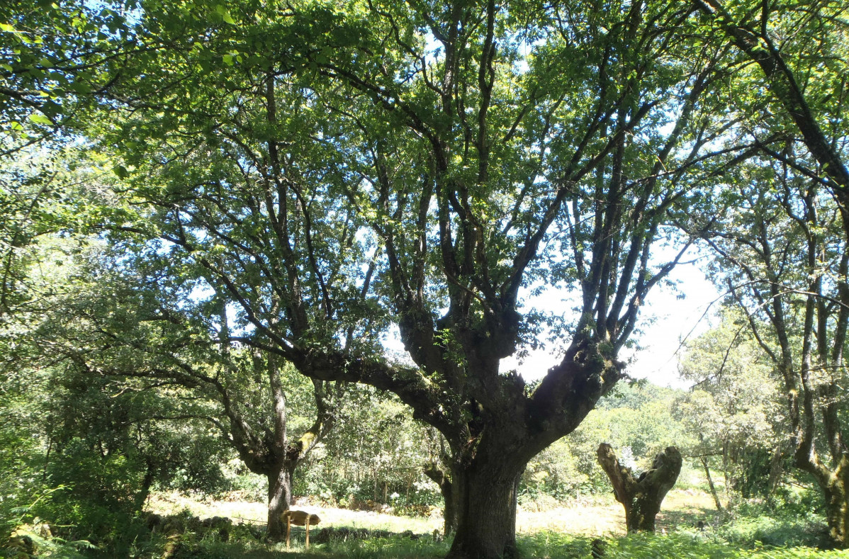 Carballo de Padroso, en Xunqueira de Ambía (Ourense).