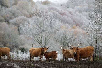 Vacas durante la nevada en Pedrafita, a 20 de noviembre de 2025, en Lugo, Galicia (España). El marcado descenso de las temperaturas en los últimos días, unido a las lluvias anunciadas, configura un