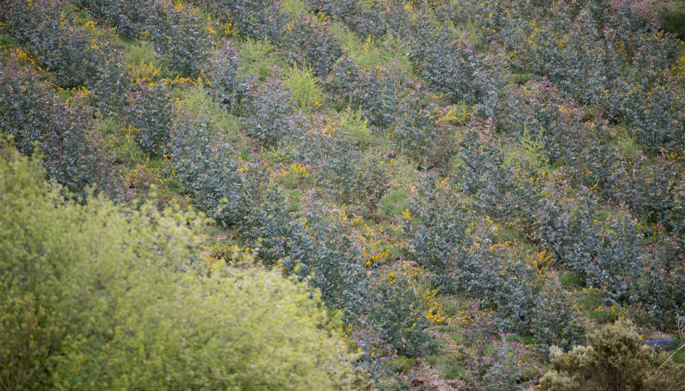 Archivo - Repoblación de eucalipto en O Cádavo, A Fonsagrada a 22 de abril de 2021, en Lugo, Galicia (España). La moratoria para la plantación de eucalipto entrará en vigor en mayo, para acelerar