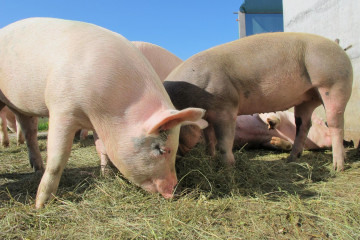 Cerdos, sector porcino, JARC