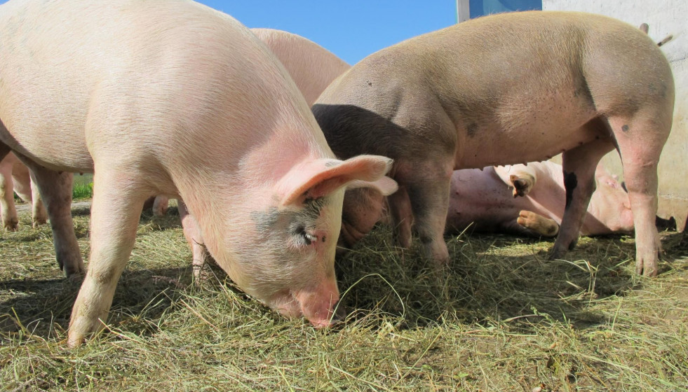 Cerdos, sector porcino, JARC