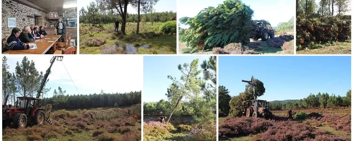 Trabajos de restauraciu00f3n de turberas en Oia