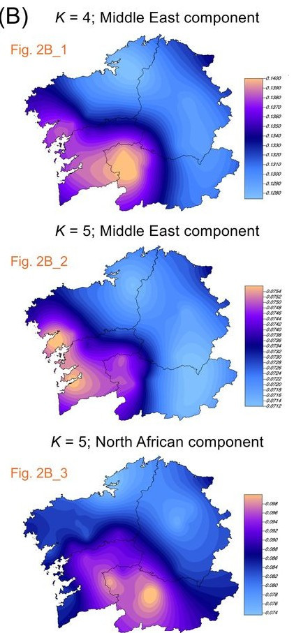 Mapas de la prevalencia de ADN norteafricanao y de Oriente Medio en Galicia con mu00e1s peso en el sur en una imagen de la investigaciu00f3n 