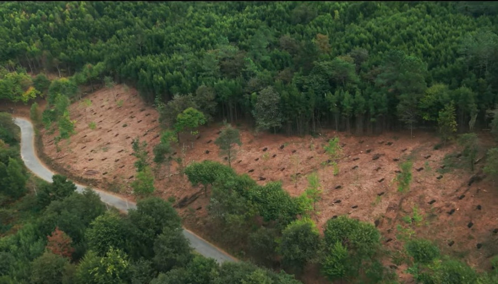 Limpieza de eucaliptos en una zona próxima a una carretera