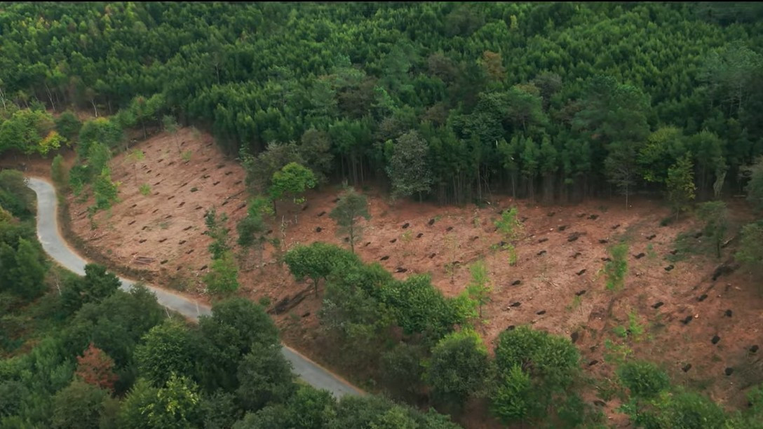 Limpieza de eucaliptos en una zona pru00f3xima a una carretera