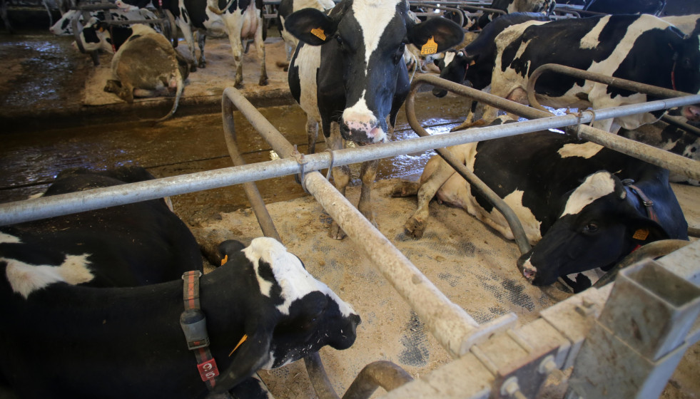 Archivo - Vacas de una ganadería de lácteo en Sabadelle, a 7 de agosto de 2023, en Chantada, Lugo, Galicia (España). Ganaderos gallegos han denunciado en los últimos días 