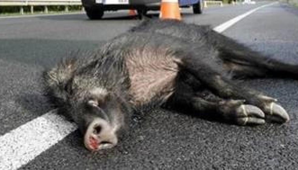 Archivo - Jabalí herido en un accidente de tráfico.