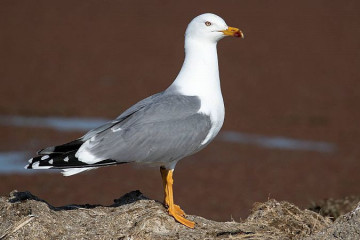 Gaviota patiamarilla gripe aviar