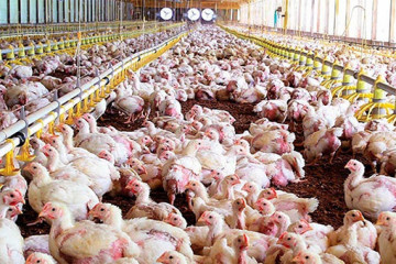 Archivo - Imagen de archivo de una granja avícola