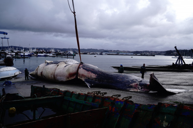 Archivo - Ballena que apareció muerta en la costa de A Coruña