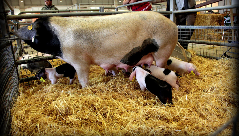 Archivo - Porco Celta