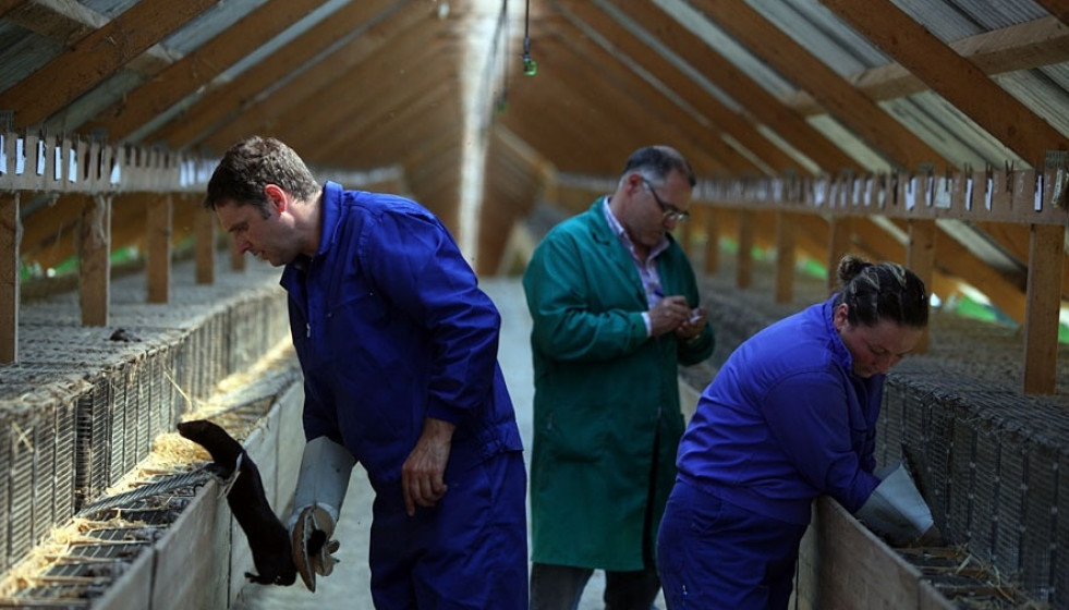 Archivo - Granja De Visones En Santiago De Compostela