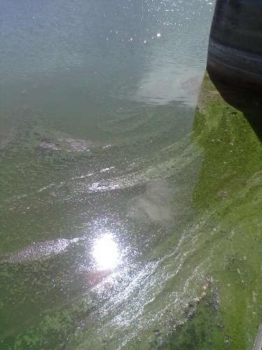 Contaminación por cianobacterias en el embalse de As Conchas (Ourense).