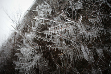 Archivo - Un arbusto con las ramas heladas en Becerreá, donde la temperatura ha caído hasta los -5ªC, a 23 de enero de 2023, en Becerreá, Lugo, Galicia (España).