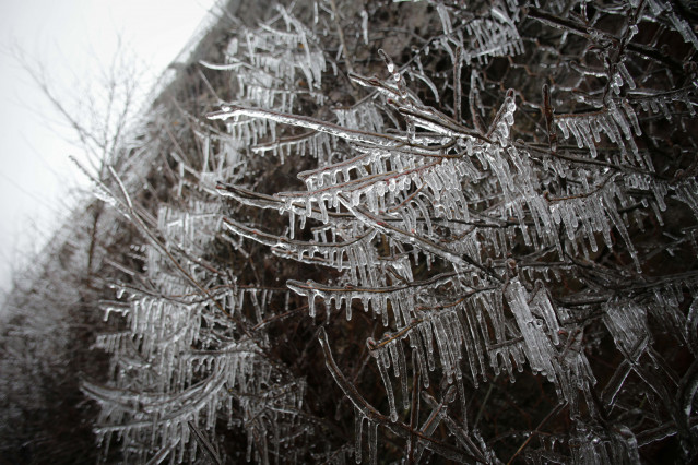 Archivo - Un arbusto con las ramas heladas en Becerreá, donde la temperatura ha caído hasta los -5ªC, a 23 de enero de 2023, en Becerreá, Lugo, Galicia (España).