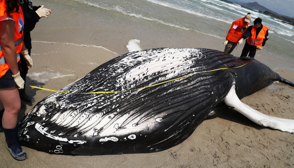 Archivo - Voluntarios de Protección Civil de Ferrol y de la Coordinadora para o Estudo dos Mamíferos Mariños (CEMMA) examinan un ejemplar de ballena jorobada que ha quedado varada en la playa de Ma