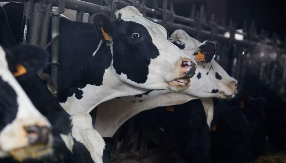 Archivo - Varias vacas en una ganadería de lácteo en la parroquia de Piñeiro, a 14 de noviembre de 2023, en Xermade, Lugo, Galicia (España). Son 18 comarcas veterinarias las afectadas por algún b