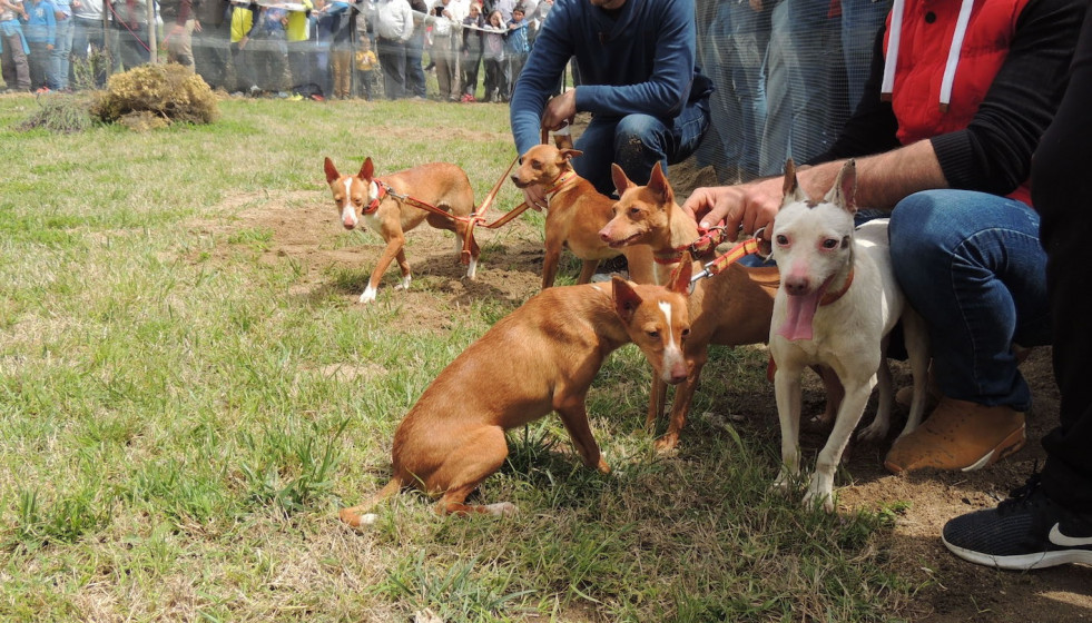 Caza, cazadores, perros de caza