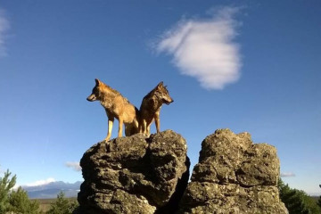 Lobos ibéricos