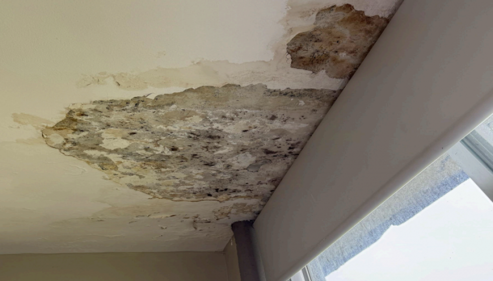 Hongos en el CIFP Manoel Antonio