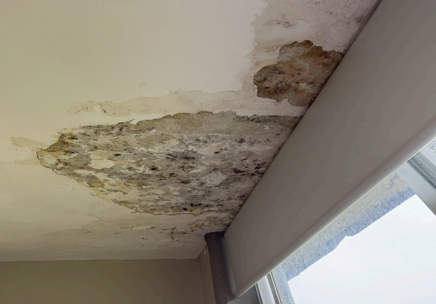 Hongos en el CIFP Manoel Antonio