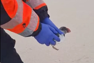 Frailecillo rescatado en una foto de la Agrupación de voluntarios y servicio municipal de protección civil RIBEIRA
