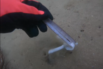 Buzo retirando navajas muertas