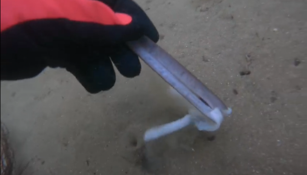 Buzo retirando navajas muertas