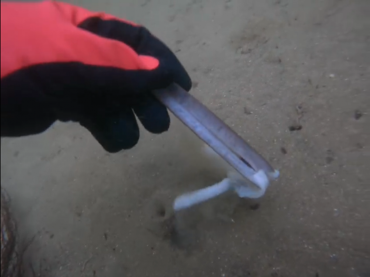 Buzo retirando navajas muertas