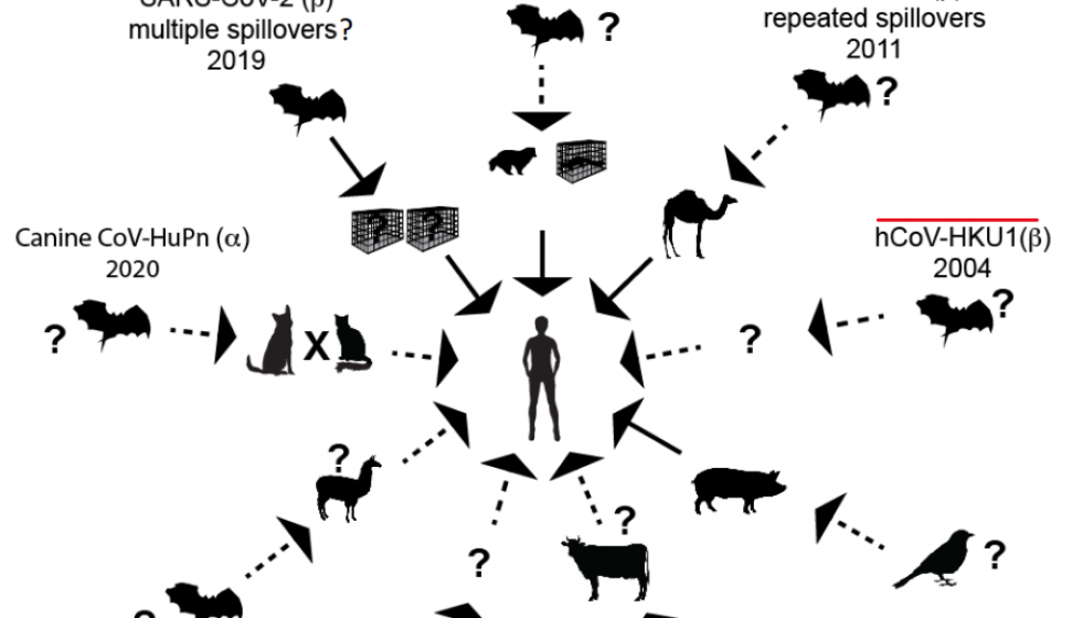 Posibles saltos entre especies de los nueve tipos de coronavirus conocidos de haber llegado al hombre en una ilustracióon de Micihael Worobey de la Universidad de Arizona