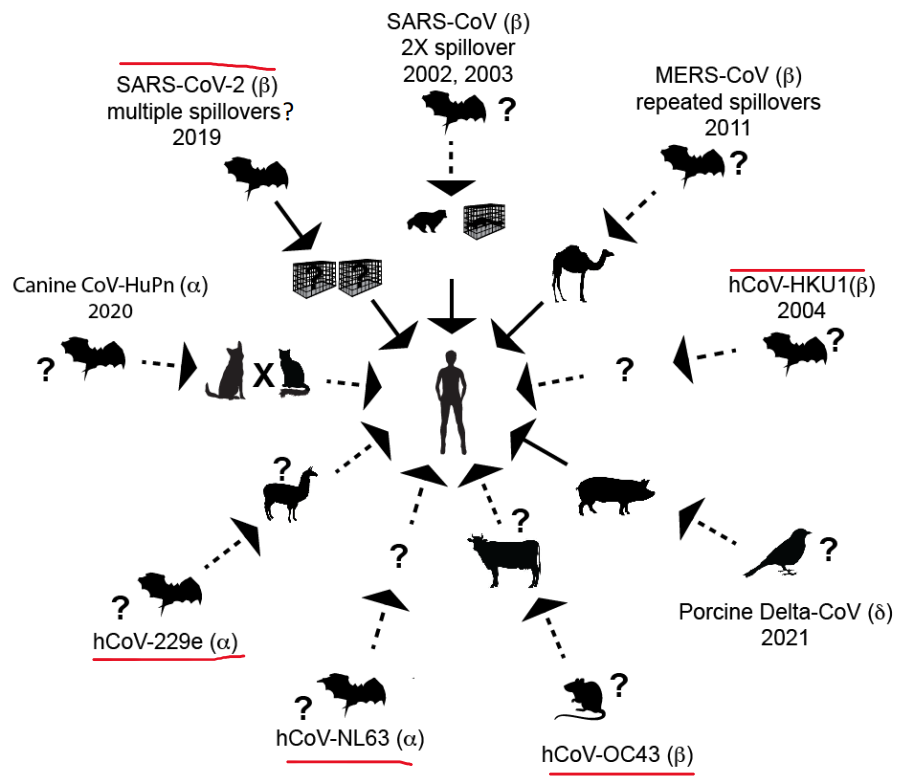 Posibles saltos entre especies de los nueve tipos de coronavirus conocidos de haber llegado al hombre en una ilustraciu00f3on de Micihael Worobey de la Universidad de Arizona